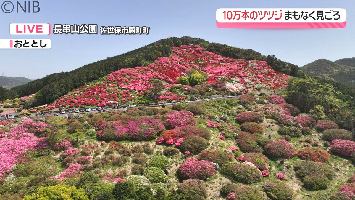 2023年の満開時