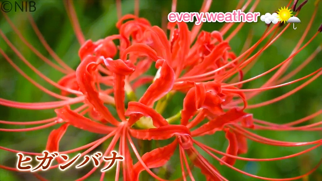 赤や黄色やクリーム色も「鉢巻山展望所のヒガンバナ」今年の開花は1