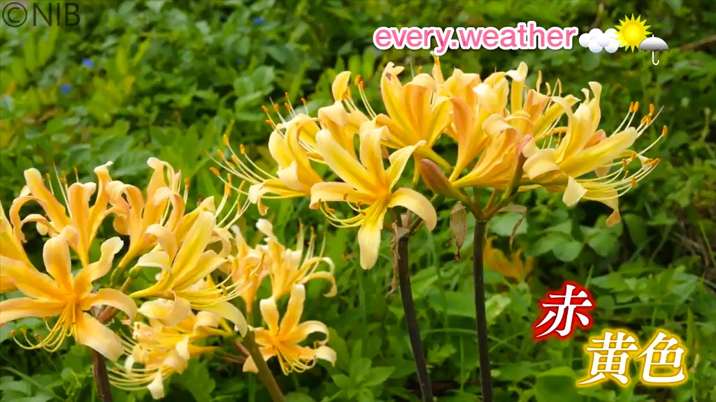 s*5様 虎 残響 赤 ヒガンバナ #172 s*5様 虎 残響 赤 ヒガンバナ #172