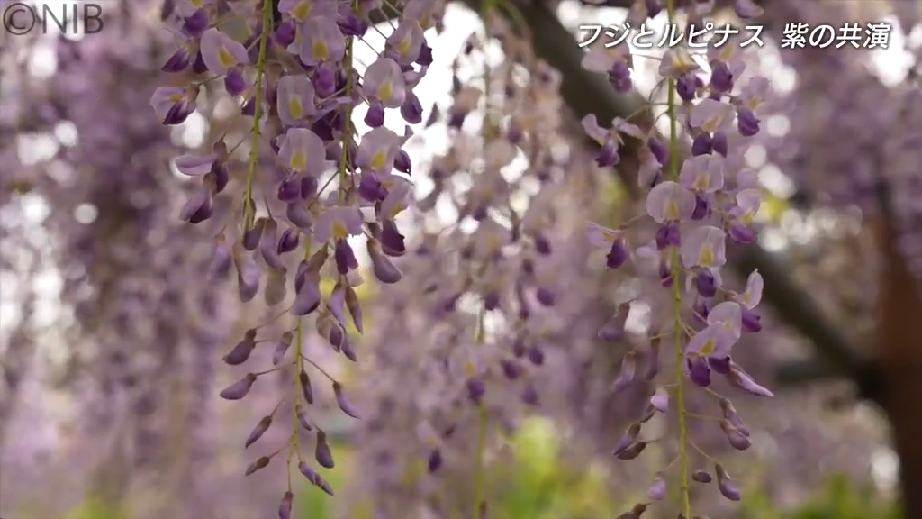 花言葉は“優しさ”“歓迎”「藤の花」が大村市「みやざき園」で見ごろに《長崎》