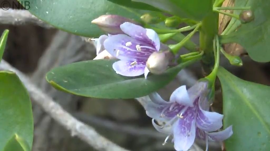 【天気】16日最低気温は2℃前後で朝の冷え込み注意　五島市では ハマジンチョウの花見頃《長崎》