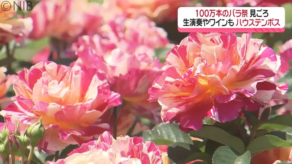 バラとワインを一緒に…『100万本のバラ祭』花の香りに包まれながらハウステンボスで非日常を《長崎》