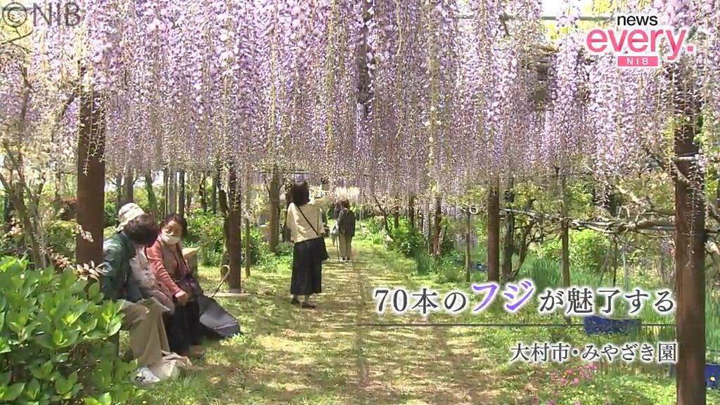 春彩る花の競演　藤のトンネル70本が咲き誇る　別名「昇り藤」ルピナスの花畑も《長崎》