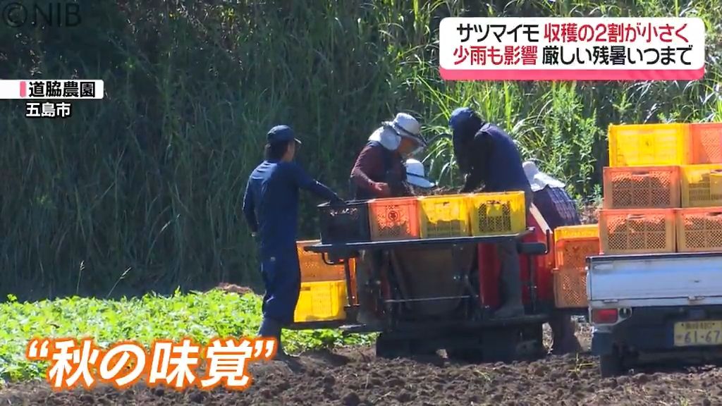 秋の行事や味覚にも暑さの影響　彼岸の入りなのに…最も遅い “猛暑日”　大村市では38.1℃《長崎》