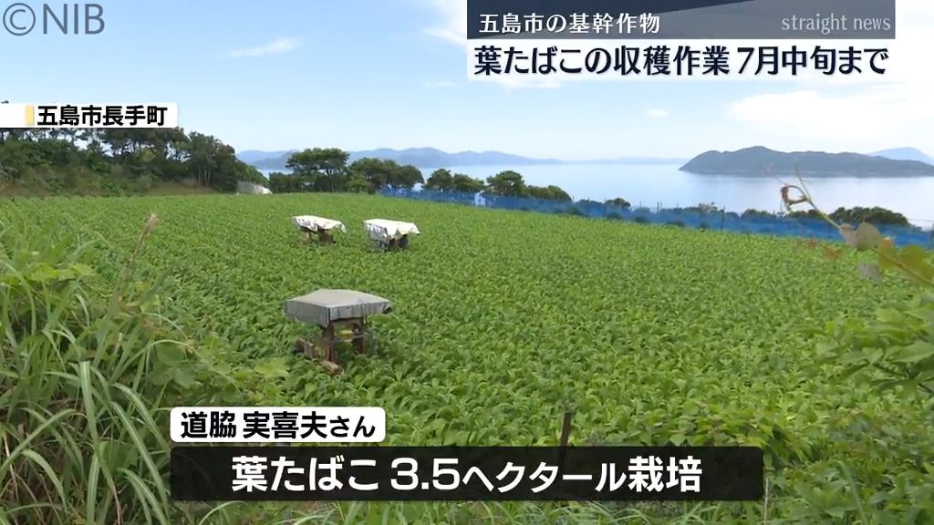 総収量200トンで約4億円の売り上げ見込む　五島市の基幹作物「葉タバコ」収穫　秋には集荷へ《長崎》
