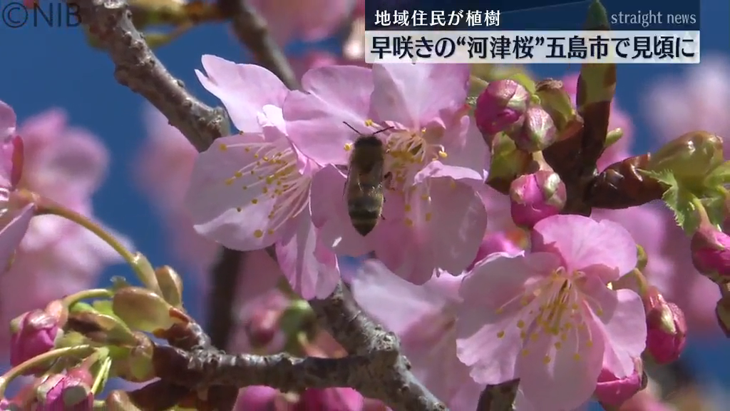 濃いピンク色が青空に映える” 早咲きの桜「河津桜」が見ごろ 五島市で
