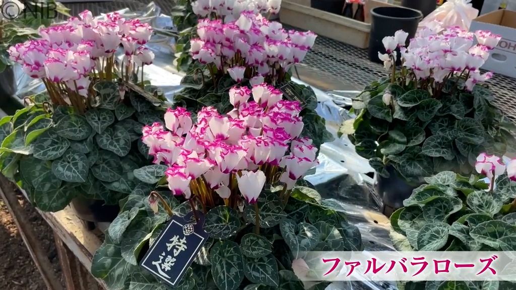 香りつきも?!約50種類のシクラメン 長崎市『三浦園芸』の出荷始まる 直売も実施【長崎】