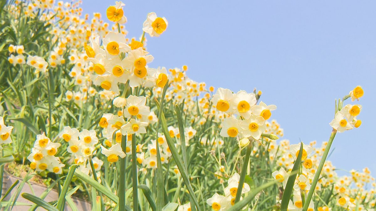 軍艦島との風景や甘い香りを楽しんで「のもざき水仙まつり」1000万本の花が咲き誇る《長崎》
