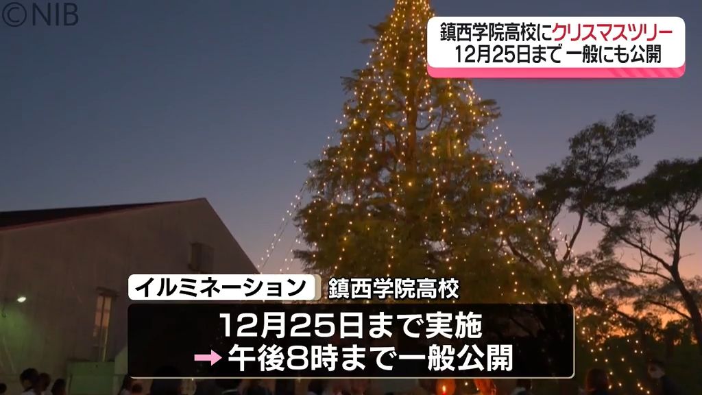 一般の人も校内で鑑賞OK「鎮西高校のクリスマスツリー」高さ16メートルのヒマラヤスギ使用《長崎》