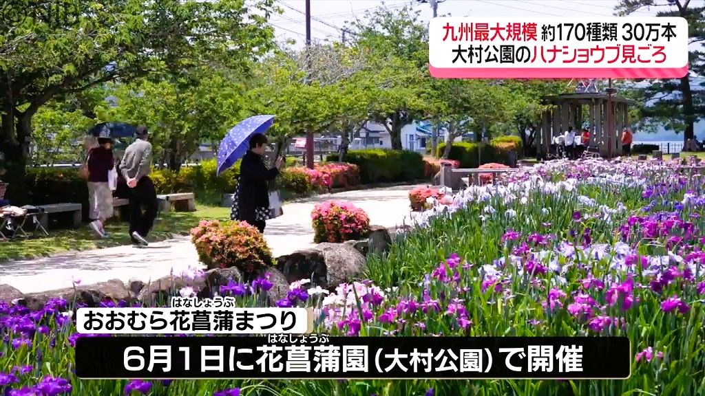 季節の花ハナショウブが見ごろ　6月開催「おおむら花菖蒲まつり」空港でフラワー大使がPR《長崎》
