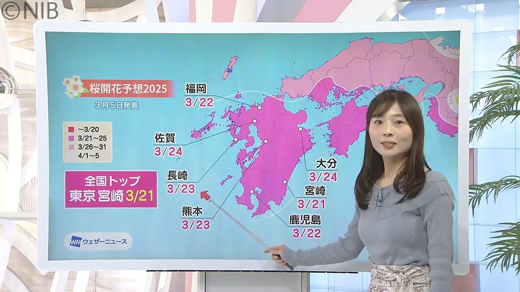 最新「サクラの開花予想」長崎は23日に　全国トップは東京と宮崎で21日か《長崎》