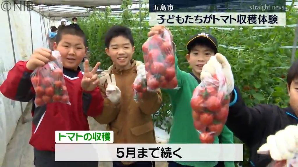 トマト収穫を楽しんだ児童たち