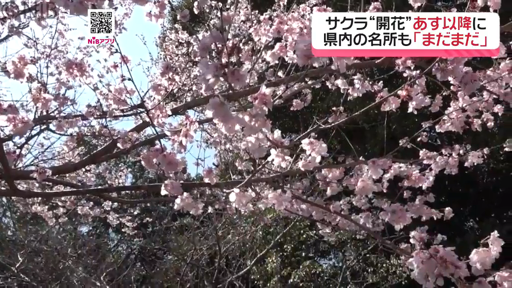 最高気温20℃超えも「サクラの開花発表は24日以降に」標本木や県内のお
