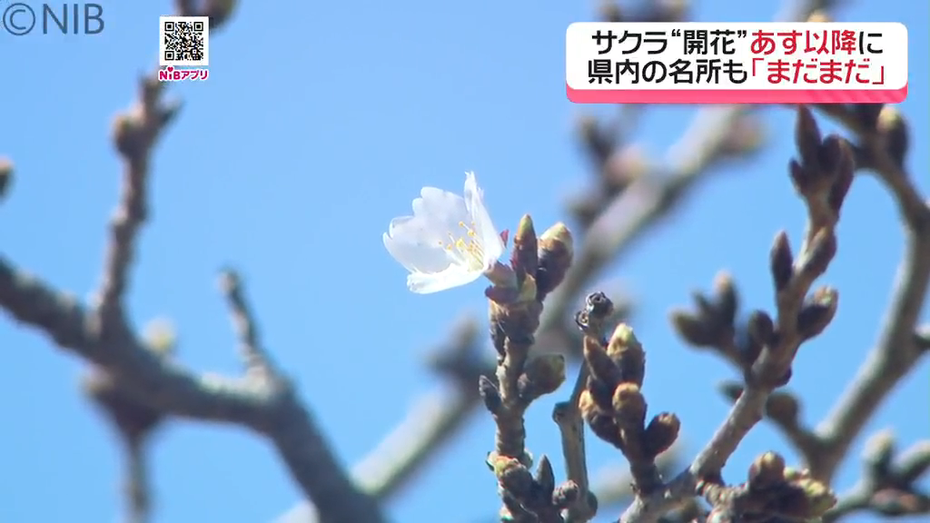 最高気温20℃超えも「サクラの開花発表は24日以降に」標本木や県内のお