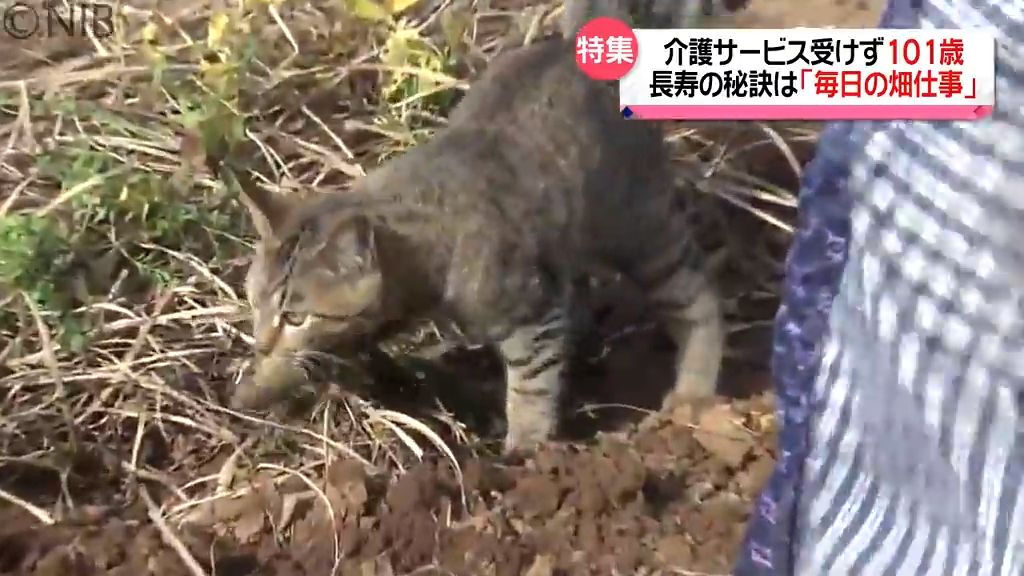 田村さんの周りに寄ってくるネコ