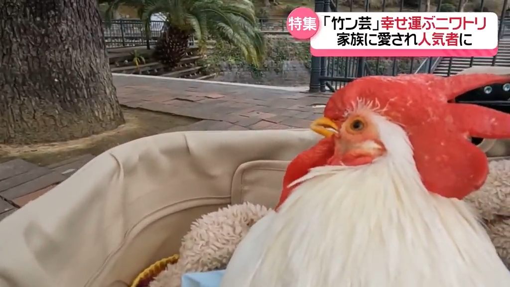 幸せもたらす“ニワトリ”が 愛する家族に」出会いは伝統の秋祭り 今や