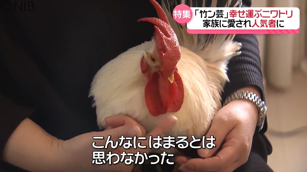 幸せもたらす“ニワトリ”が 愛する家族に」出会いは伝統の秋祭り 今や