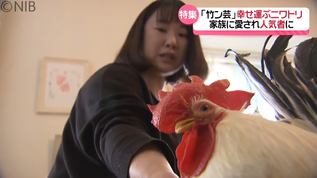 幸せもたらす“ニワトリ”が 愛する家族に」出会いは伝統の秋祭り 今や