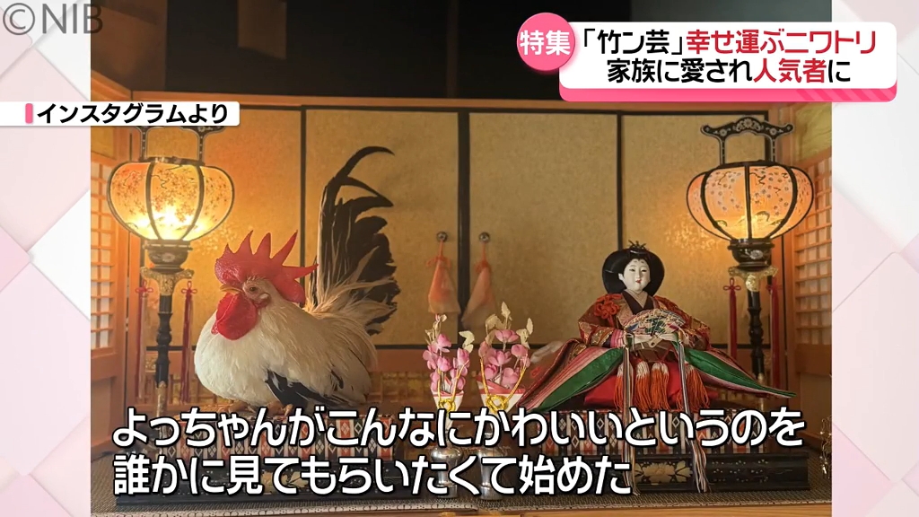 幸せもたらす“ニワトリ”が 愛する家族に」出会いは伝統の秋祭り 今や