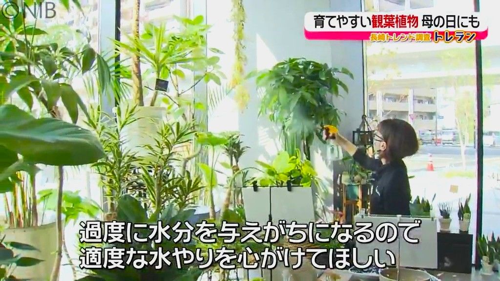 母の日におすすめ！「育てやすい観葉植物」 室内緑化で部屋がおしゃれ＆リラックス効果も《長崎》