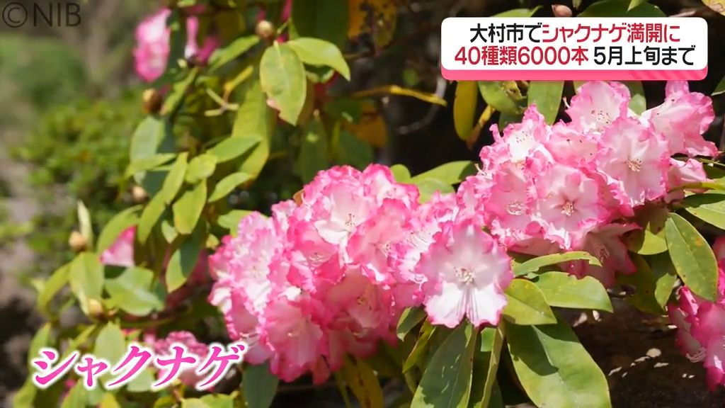 世界各国の「シャクナゲ」40種類6000本が満開　大村市“裏見の滝自然花苑”で祭りも開催中《長崎》