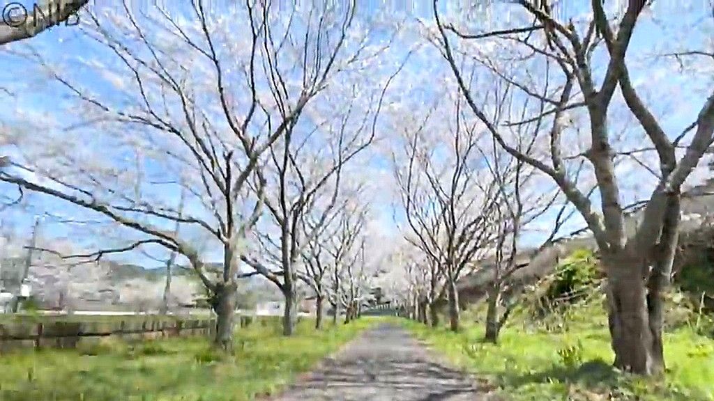 MR松浦鉄道沿線の“春の景色”　公式インスタグラムでは「サクラが楽しめる駅」を紹介《長崎》