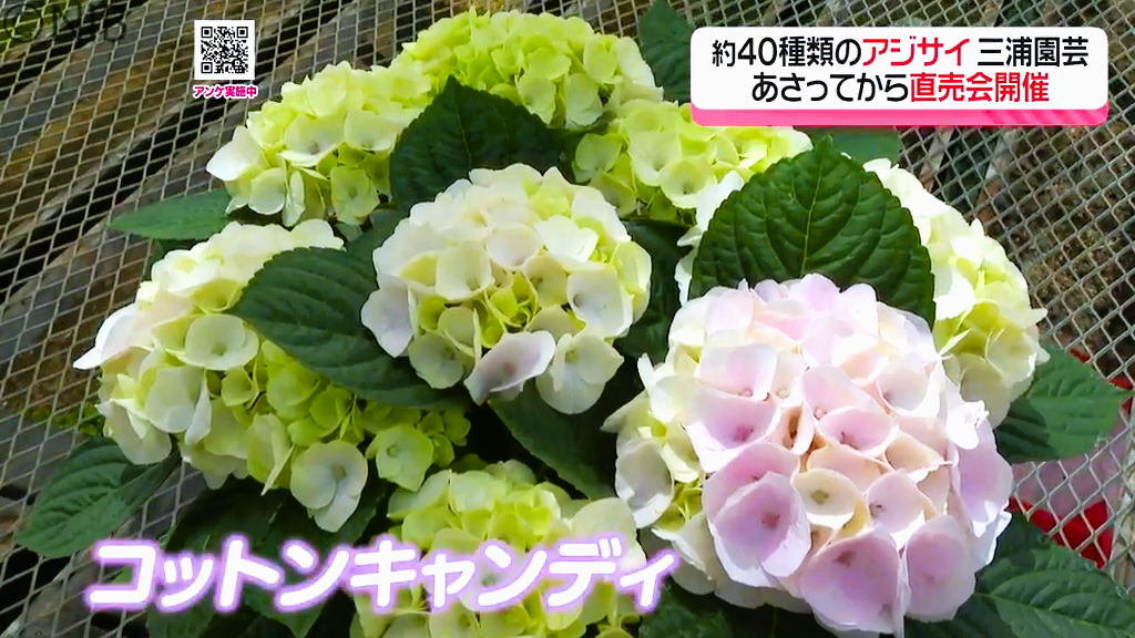 母の日のプレゼントなどで人気「長崎市の花 “アジサイ”」直売会が18日