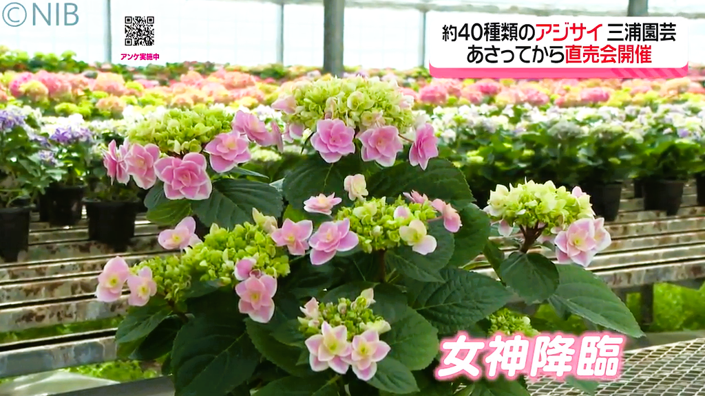 母の日のプレゼントなどで人気「長崎市の花 “アジサイ”」直売会が18日
