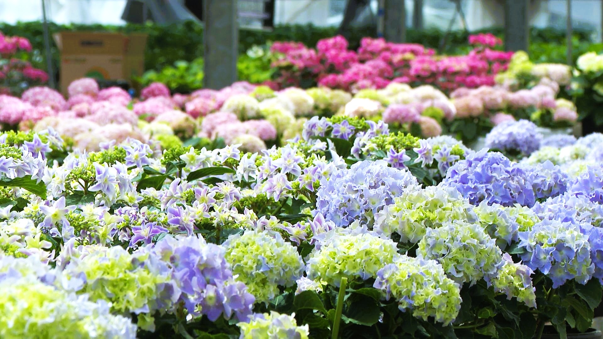 母の日のプレゼントなどで人気「長崎市の花 “アジサイ”」直売会が18日 母の日のプレゼントなどで人気「長崎市の花 “アジサイ”」直売会が18日