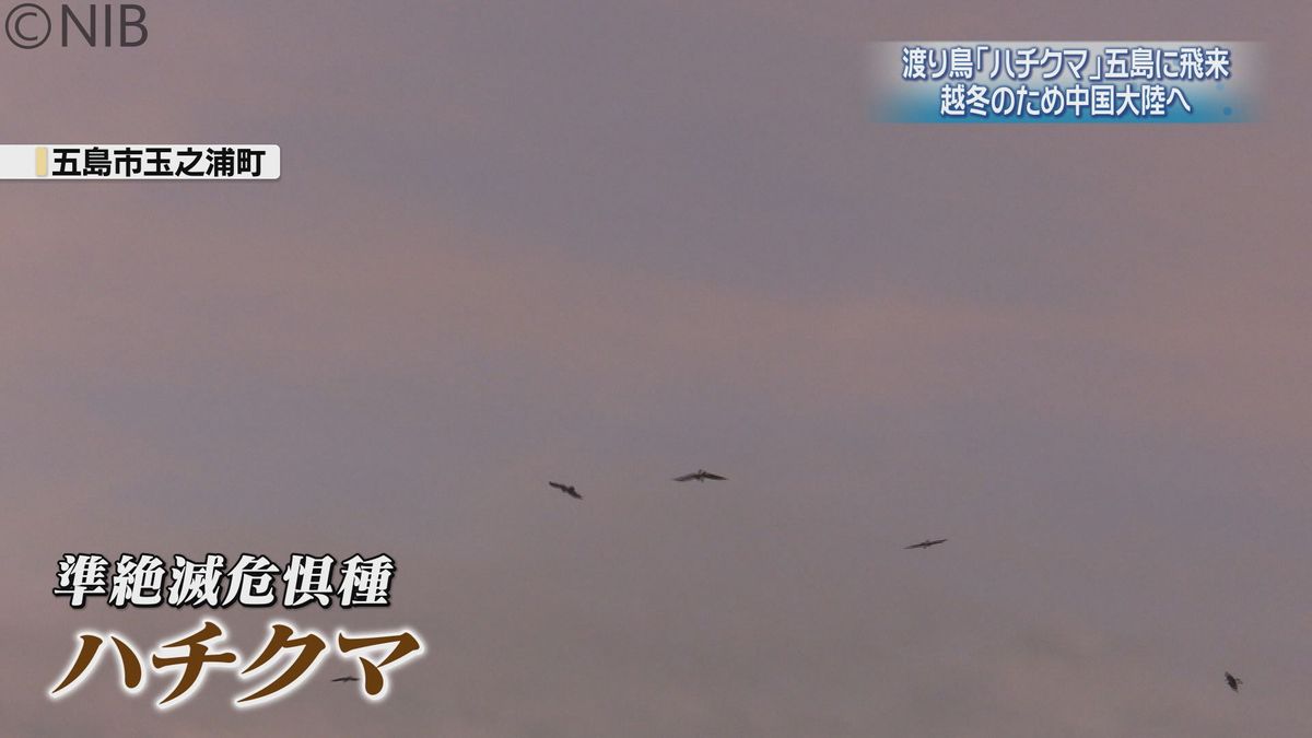 両翼を広げると1.3m　大型のタカの仲間「ハチクマ」の渡り　五島市に全国の愛鳥家が集う《長崎》