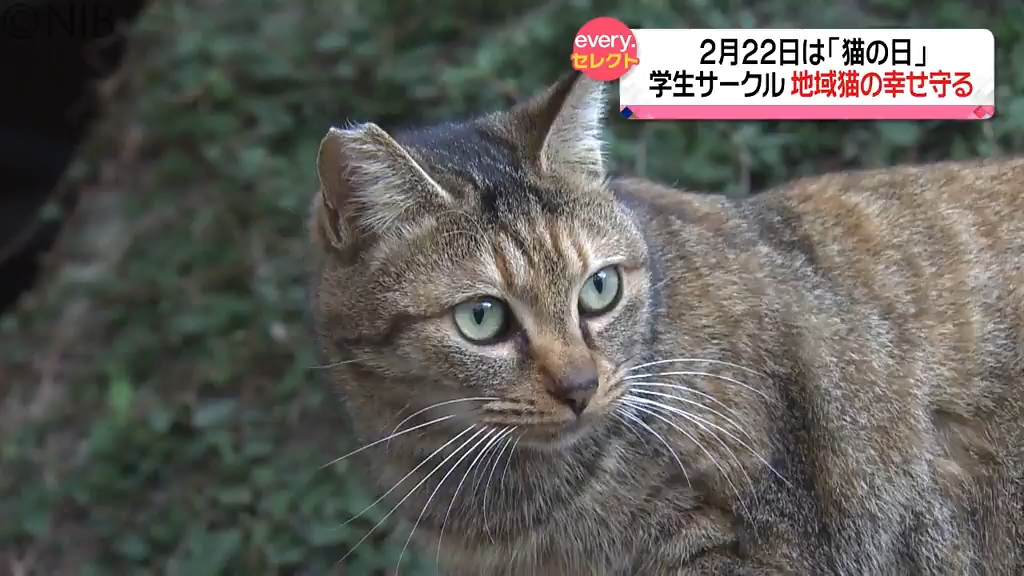 サークル「ねこぺこ」 ネコの幸せ守る大学生が「野良ネコの殺処分」の
