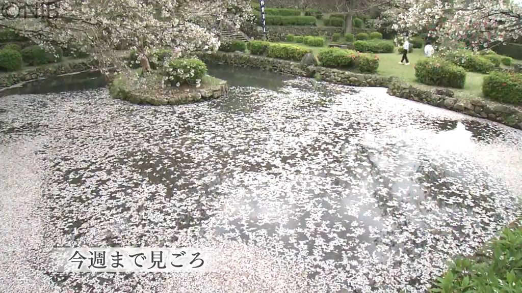 サクラ舞い散り 水面を埋め尽す「花いかだ」大村市護国神社の風情ある光景《長崎》
