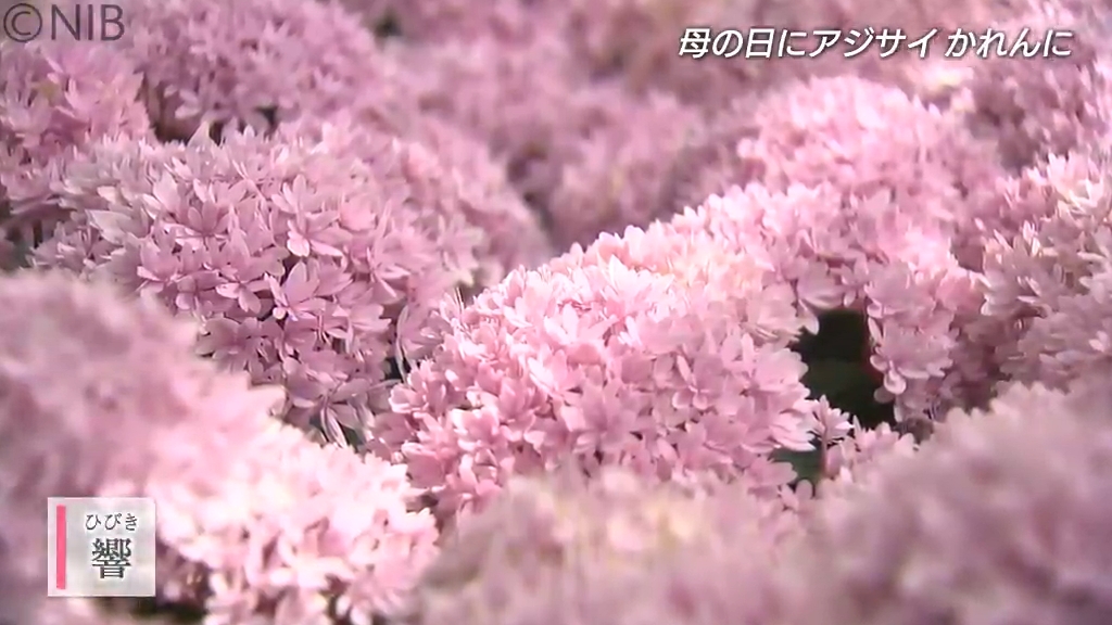 一鉢がまるで豪華な花束「初夏を告げるアジサイ」出荷スタート “母の日