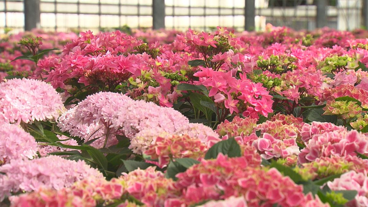 一鉢がまるで豪華な花束「初夏を告げるアジサイ」出荷スタート “母の日”に感謝を込め贈る人も《長崎》