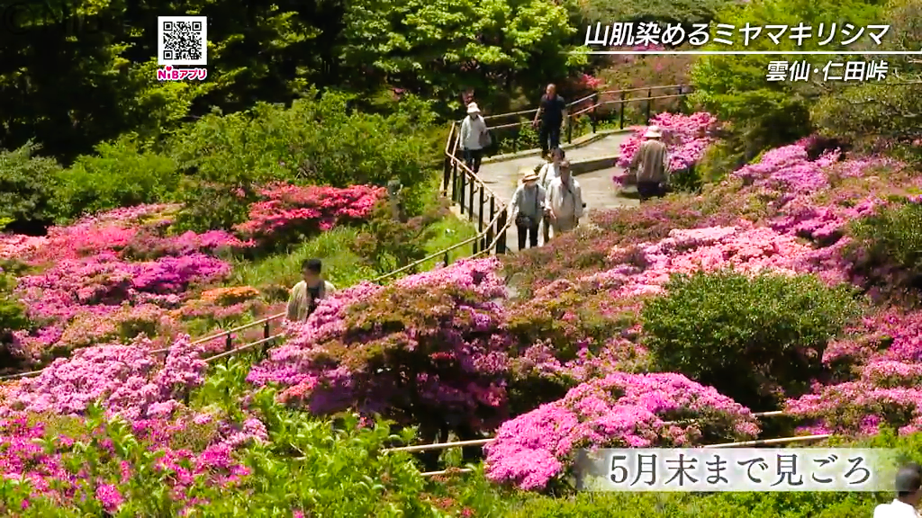 別名は“雲仙つつじ” 初夏の花「ミヤマキリシマ」雲仙市の仁田峠で見