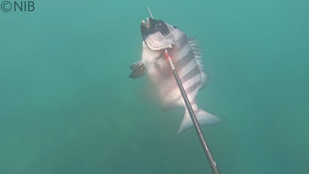 素潜り漁で仕留めた魚を全国へ「おいしい魚をポテンシャル100％でお