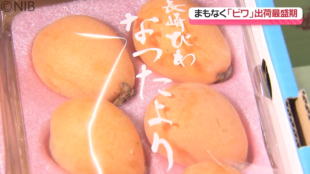 今年は天候に恵まれて前年の2,3倍に！ 夏の甘い味覚「ビワ」まもなく