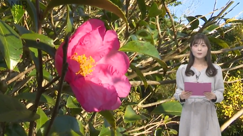 ツバキの自生地として名高い五島市 ツバキの花が咲き始める「全国椿