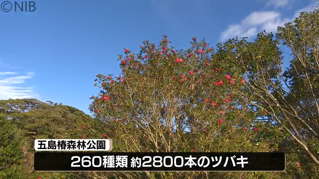 ツバキの自生地として名高い五島市 ツバキの花が咲き始める「全国椿
