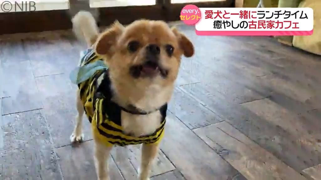 愛犬とともに食べて！走って！くつろいで！　古民家カフェ「夢Cafe」キッズスペースも人気《長崎》