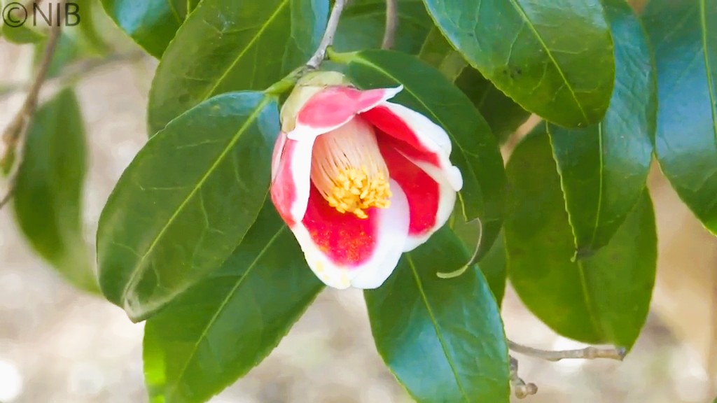 ツバキを愛する自治体や個人が交流図る『全国椿サミット』五島市で20年