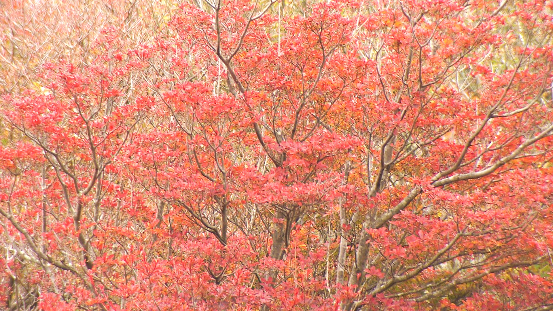 秋深まり木々の紅葉も見頃「同じ品種でもなぜ赤と黄色？」紅葉の色の