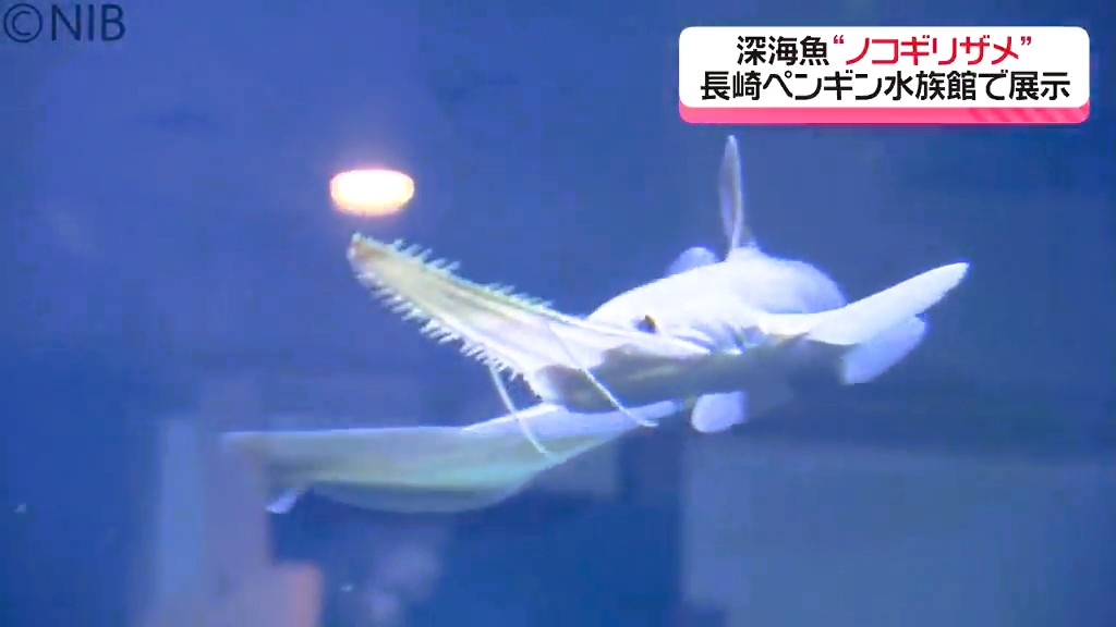 餌付け困難「ノコギリザメ」 展示開始の水族館で “お口にあ－んと