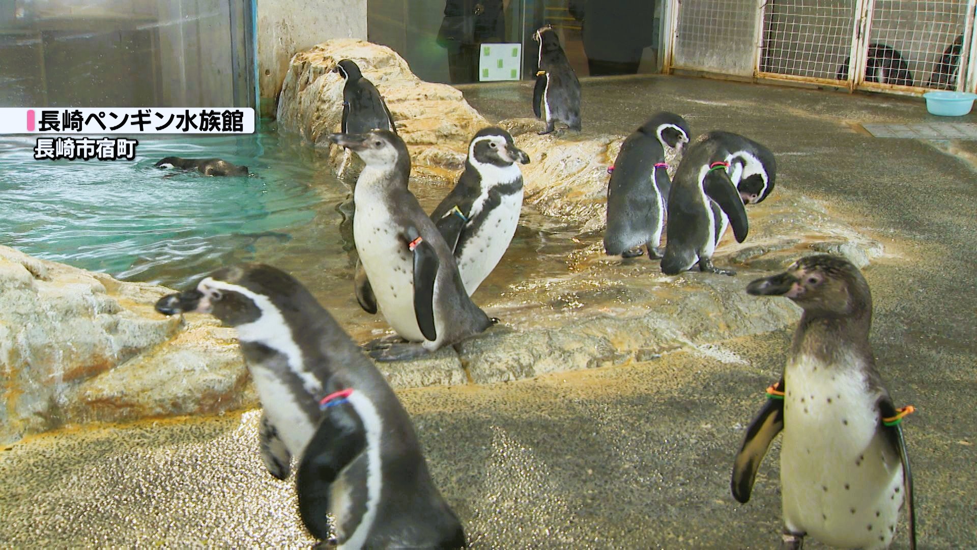 7月に誕生したヒナも展示「長崎ペンギン水族館 夏休み限定のお散歩
