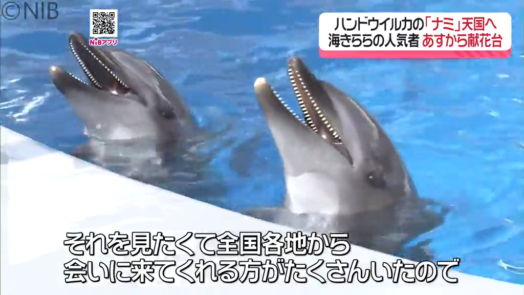 海きららの人気者「イルカのナミ 天国へ旅立つ」イルカ同士のキャッチ