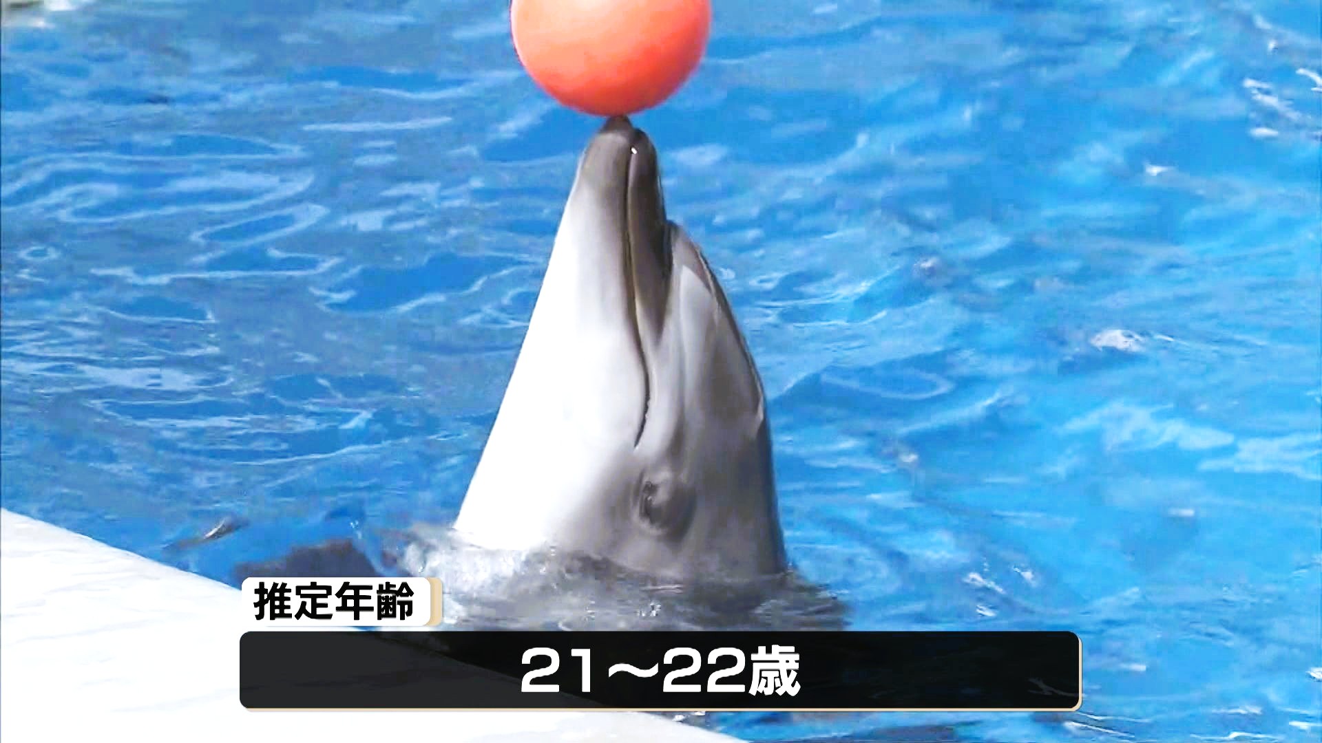 海きららの人気者「イルカのナミ 天国へ旅立つ」イルカ同士のキャッチ