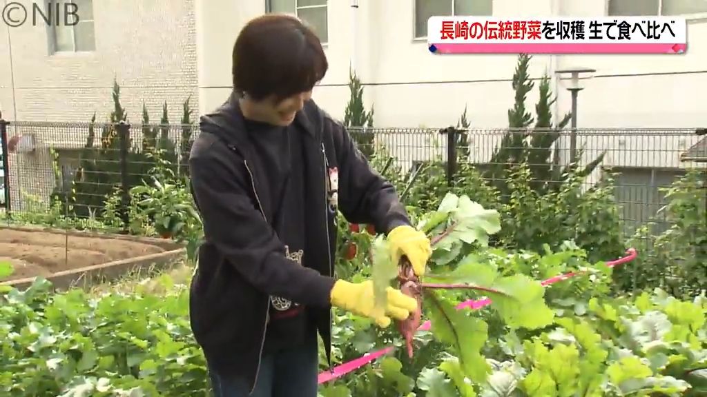 赤大根に赤かぶ、雲仙こぶ高菜　長崎の伝統野菜を収穫　長崎大学の公開講座《長崎》