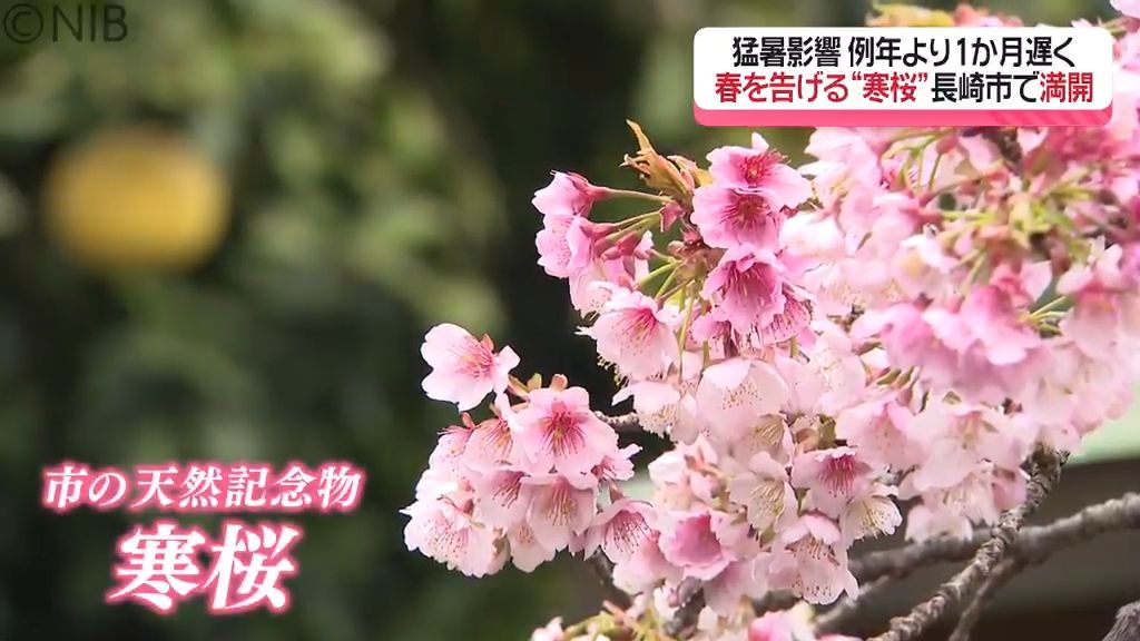 【春の便り】西山神社で長崎市の天然記念物 “寒桜” 例年の1か月遅れで見頃《長崎》