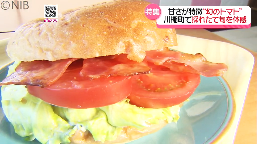 幻のトマト”で川棚町に集客を「採れたて小串トマトたっぷりマンス