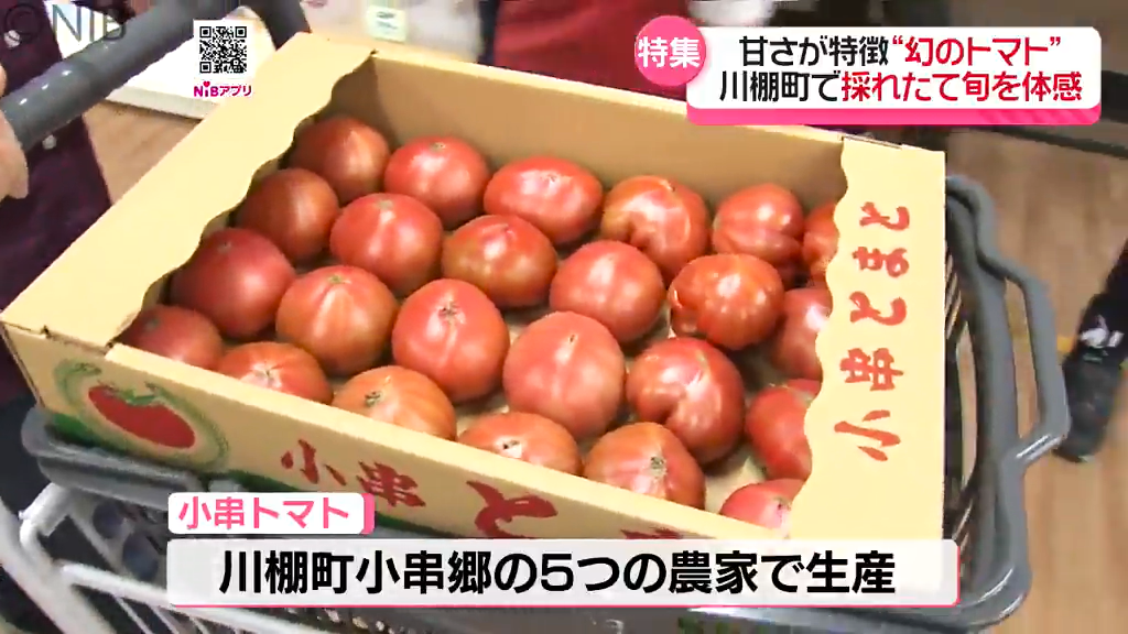 幻のトマト”で川棚町に集客を「採れたて小串トマトたっぷりマンス